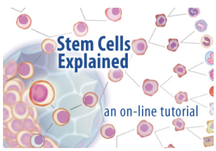 interactive-tutorial_stem-cells-explained.png