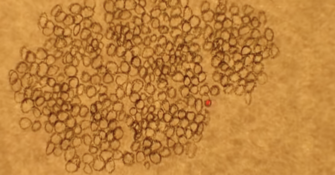 vid_eurostemcell-cellculture.png