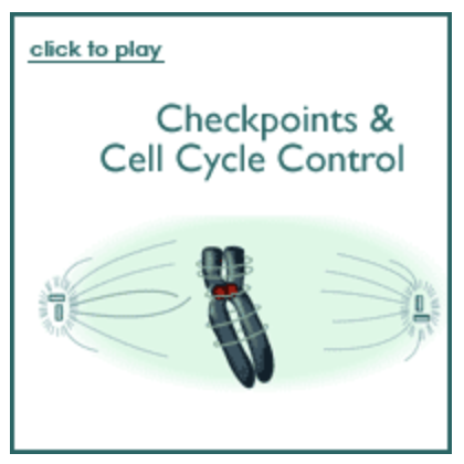 animation_checkpoints-and-cell-cycle-control.png