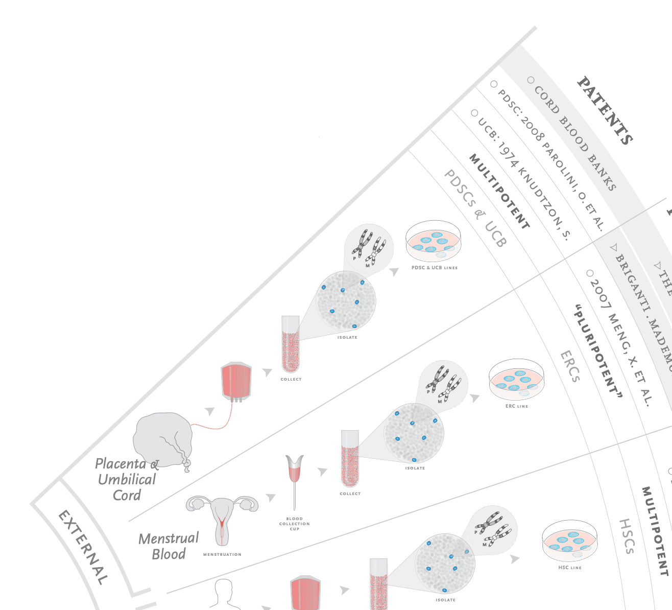 sources-of-stem-cells_blood-placenta-umbilical-cord.png