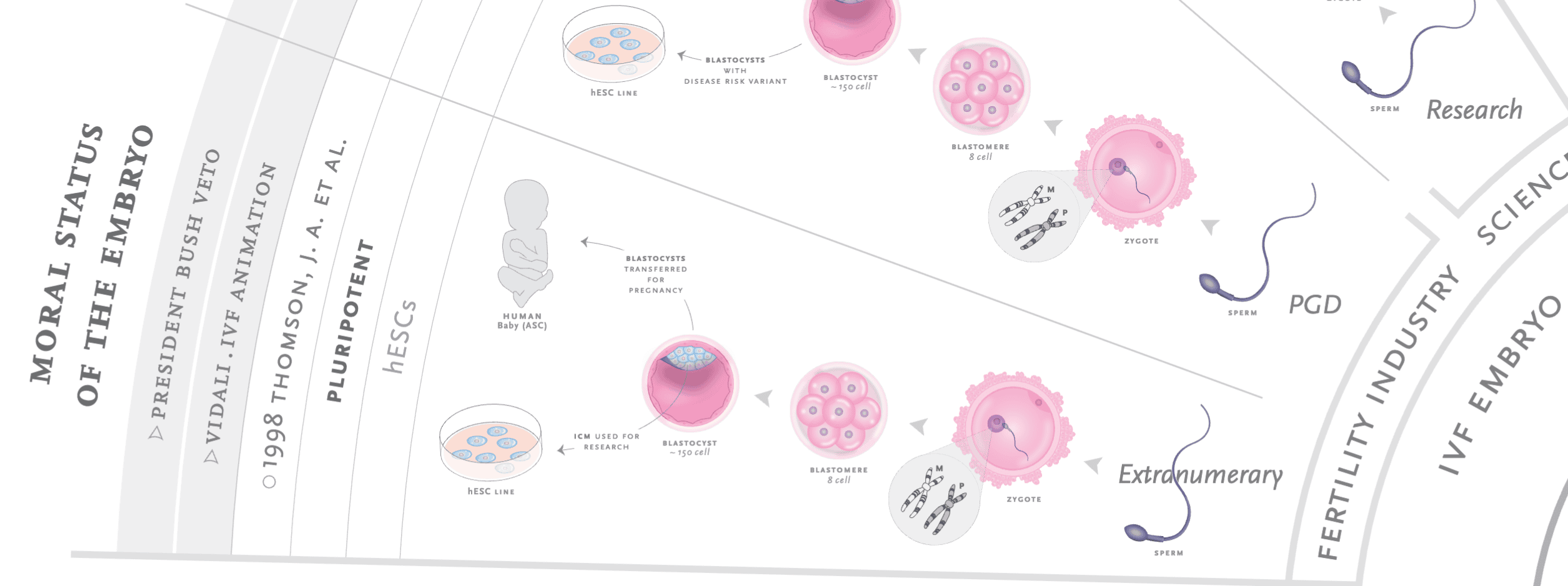 stem-cells-radial_IVFembryo-extranumerary.png